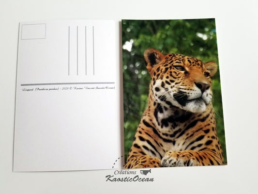 Carte postale - Photo (léopard)