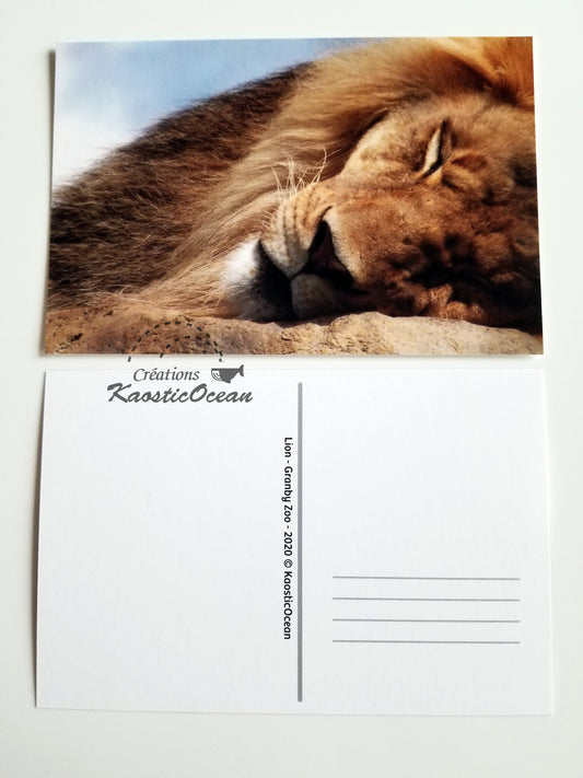Carte postale - Photo (lion)