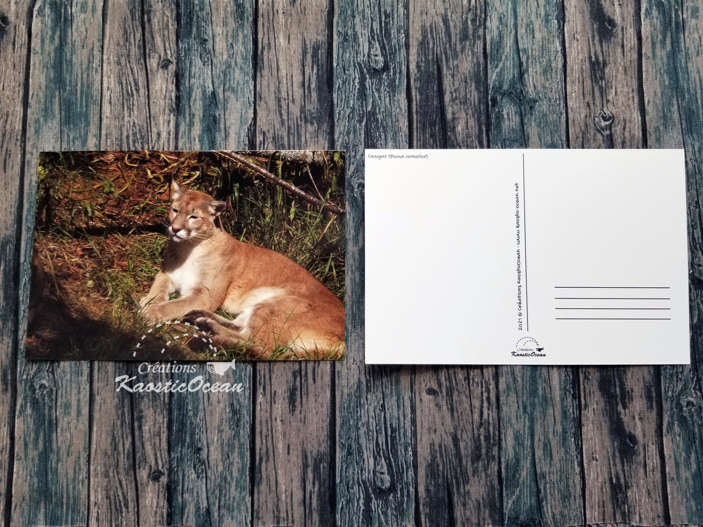 Carte postale - Photo (cougar)