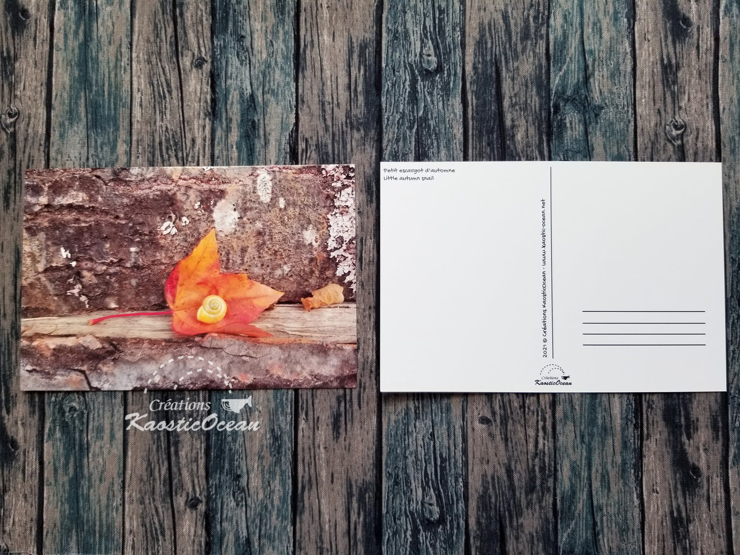 Carte postale - Photo (escargot)