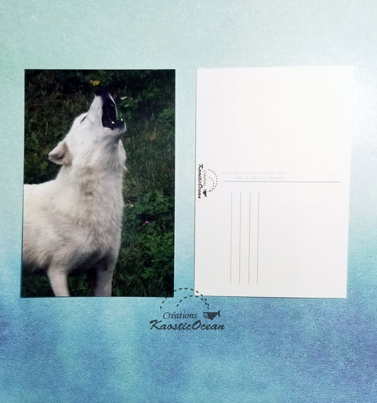 Carte postale - Photo (loup)